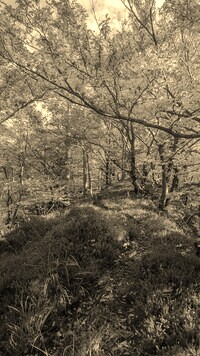 Szary + Sepia