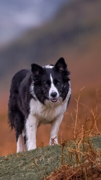 Oryginalny obrazek