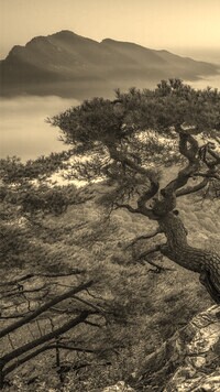 Szary + Sepia