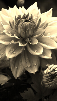 Szary + Sepia