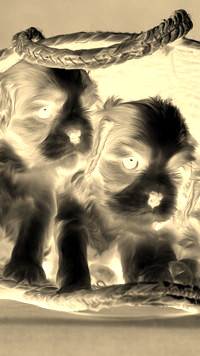 Sepia + Negatyw