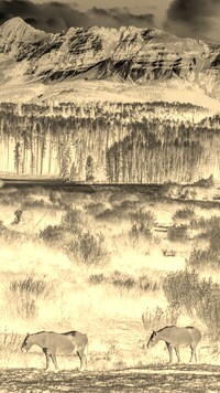 Sepia + Negatyw