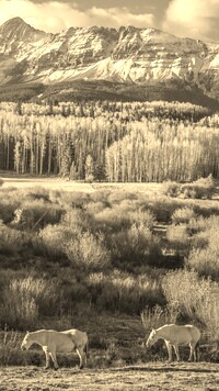 Sepia