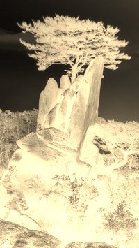 Sepia + Negatyw