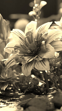 Sepia