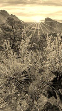 Szary + Sepia