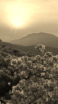 Szary + Sepia