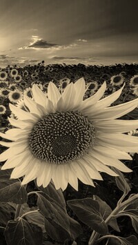 Szary + Sepia