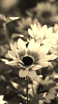Szary + Sepia