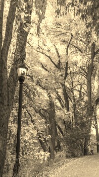 Szary + Sepia