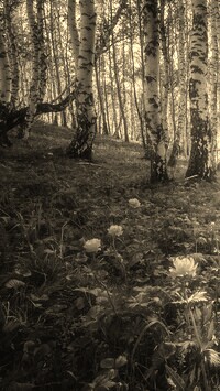 Szary + Sepia