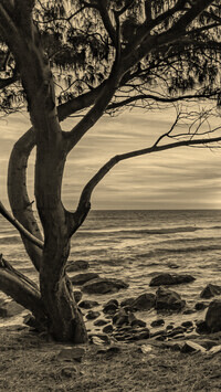 Sepia