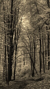 Szary + Sepia