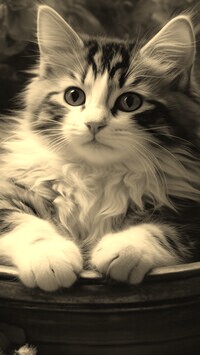 Sepia