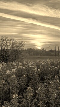Szary + Sepia