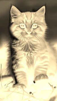 Sepia + Negatyw