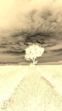 Sepia + Negatyw