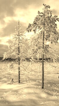 Szary + Sepia