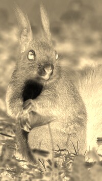 Sepia + Negatyw