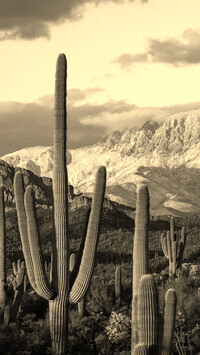 Sepia