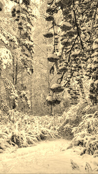 Szary + Sepia