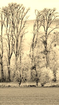 Szary + Sepia