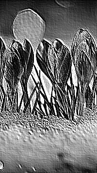Skamielina