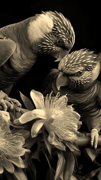 Szary + Sepia
