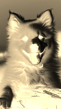 Sepia + Negatyw