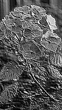 Skamielina