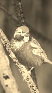Sepia + Negatyw