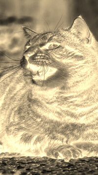 Sepia + Negatyw