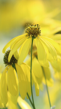 Oryginalny obrazek