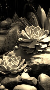 Szary + Sepia