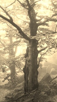 Sepia