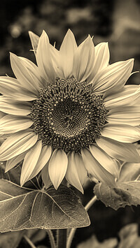 Szary + Sepia