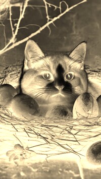 Sepia + Negatyw
