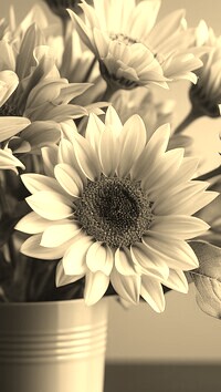 Szary + Sepia