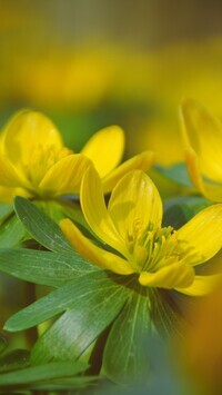 Oryginalny obrazek