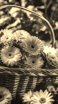 Szary + Sepia