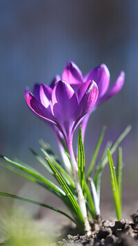 Oryginalny obrazek