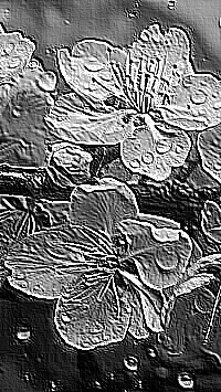 Skamielina