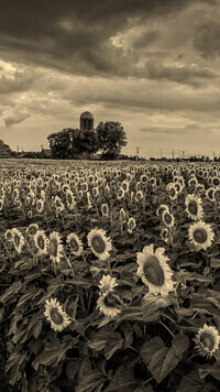 Szary + Sepia