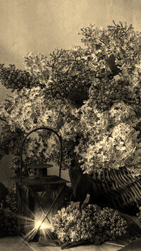 Szary + Sepia