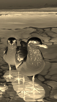 Sepia + Negatyw