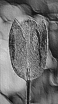Skamielina
