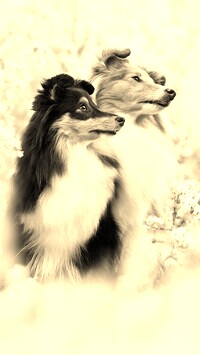 Sepia