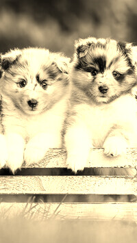 Szary + Sepia