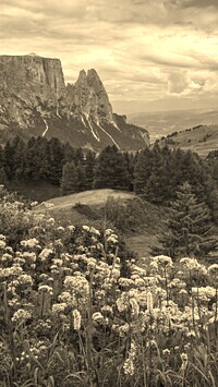 Szary + Sepia