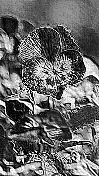 Skamielina